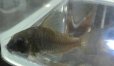 画像2: コリドラスコンコロールwild1匹（約5.5cm） (2)