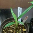 画像1: アグラオネマ　stenophylum ミヤンマー南部産H24・12子株 (1)