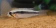 画像2: Ａｐ　エリザベサエ　“サンガブリエル”wildF1　現品N3 (2)