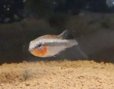 画像2: Ａｐ　エリザベサエ　“サンガブリエル”wildF1　現品N4 (2)