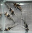 画像3: コリドラス ブレビオストリスwild1匹 (3)
