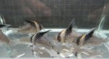 コリドラス ブレビオストリスwild1匹