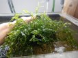 画像1: ボルビティス流木付きボリュームあります (1)