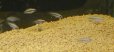 画像1: Ａｐ　エリザベサエ　メスサンガブリエル”wild×オス欧州便スーパーレッドのF1　2匹 (1)