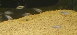 Ａｐ　エリザベサエ　メスサンガブリエル”wild×オス欧州便スーパーレッドのF1　2匹