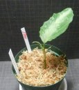 画像1: AZ便アグラオネマ　現品委託販売　 (1)