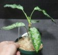 画像3: PB便アグラオネマ　現品委託販売　 (3)