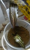 画像2: Cryptocoryne ロザエネルビス水上1株斑あり (2)