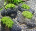 プレミアムモス付き溶岩石