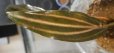 画像1: Cryptocoryne ロザエネルビス水上1株斑あり (1)