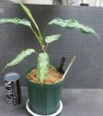 画像5: PB便アグラオネマ　現品委託販売　 (5)