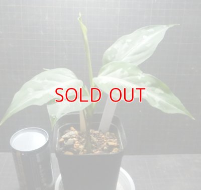 画像1: しるばーらいん「LA0315-4j」