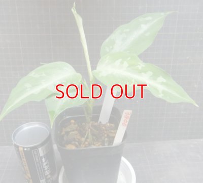 画像2: しるばーらいん「LA0315-4j」