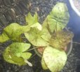 画像2: タイガーロータスグリーン増殖株 (2)