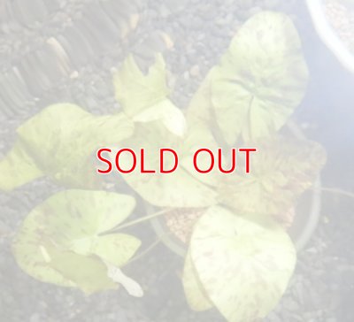 画像2: タイガーロータスグリーン増殖株