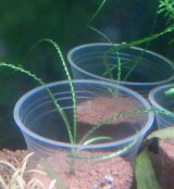 クリナム　カラミストラータム増殖株