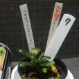 画像2: Bucephalandra sp.アップルリーフ　No7 (2)