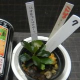Bucephalandra sp.アップルリーフ　No7