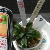 Bucephalandra sp.ブラウニーブルー　No9