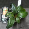 画像2: Bucephalandra sp green metallic sangau bb委託販売 (2)