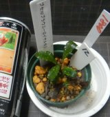 Bucephalandra sp.ブラウニーロイヤルセリNo12