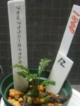 画像2: Bucephalandra sp.ブラウニーロイヤルセリNo12 (2)