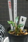 画像2: Bucephalandra sp.ハデス6 (2)