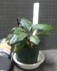 画像3: Bucephalandra sp green metallic sangau bb委託販売 (3)
