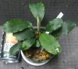 画像1: Bucephalandra sp.ARC大株　 (1)