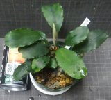 Bucephalandra sp.ARC大株　
