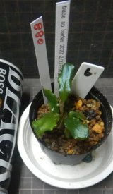 Bucephalandra sp.ハデス6