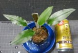 Cryptocoryne waseri Sri Lanka