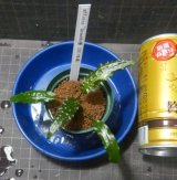 Cryptocoryne affinis "GreenKn便（2011年頃）