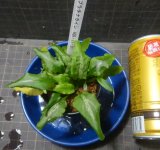 プラチナラインン複数株入り