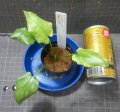 ロンギカウダ　TERAI　DEBAK　