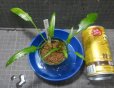 画像1: イデイィ クアラクアヤン出射便 (1)