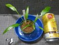 イデイィ クアラクアヤン出射便