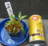 ネオンロザ2015　