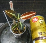 ラビシアsp ジャンビ タイプ1　No 8