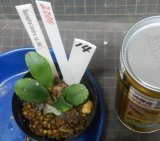Bucephalandra sp.ARC子株　No14