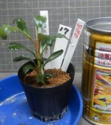 Bucephalandra sp.ピンクムラウィNo17