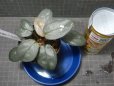 画像1: Homalomena パープルベルベット Kn便 (1)