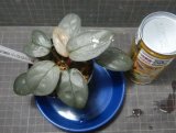Homalomena パープルベルベット Kn便
