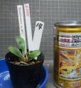 画像2: Bucephalandra sp.ARC子株　No14 (2)