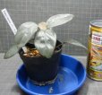 画像2: Homalomena パープルベルベット Kn便 (2)