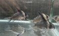 コリドラスコリドラスレセックスwild1匹
