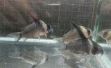 コリドラスコリドラスレセックスwild1匹