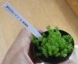 画像2: 現品水上ホワイトがグリーンに (2)