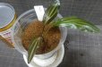 画像1: Cryptocoryne ロザエネルビス水上1株斑ありNo6 (1)