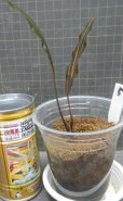 画像2: Cryptocoryne ロザエネルビス水上1株斑ありNo5 (2)